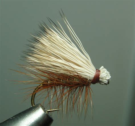 caddis fly blog